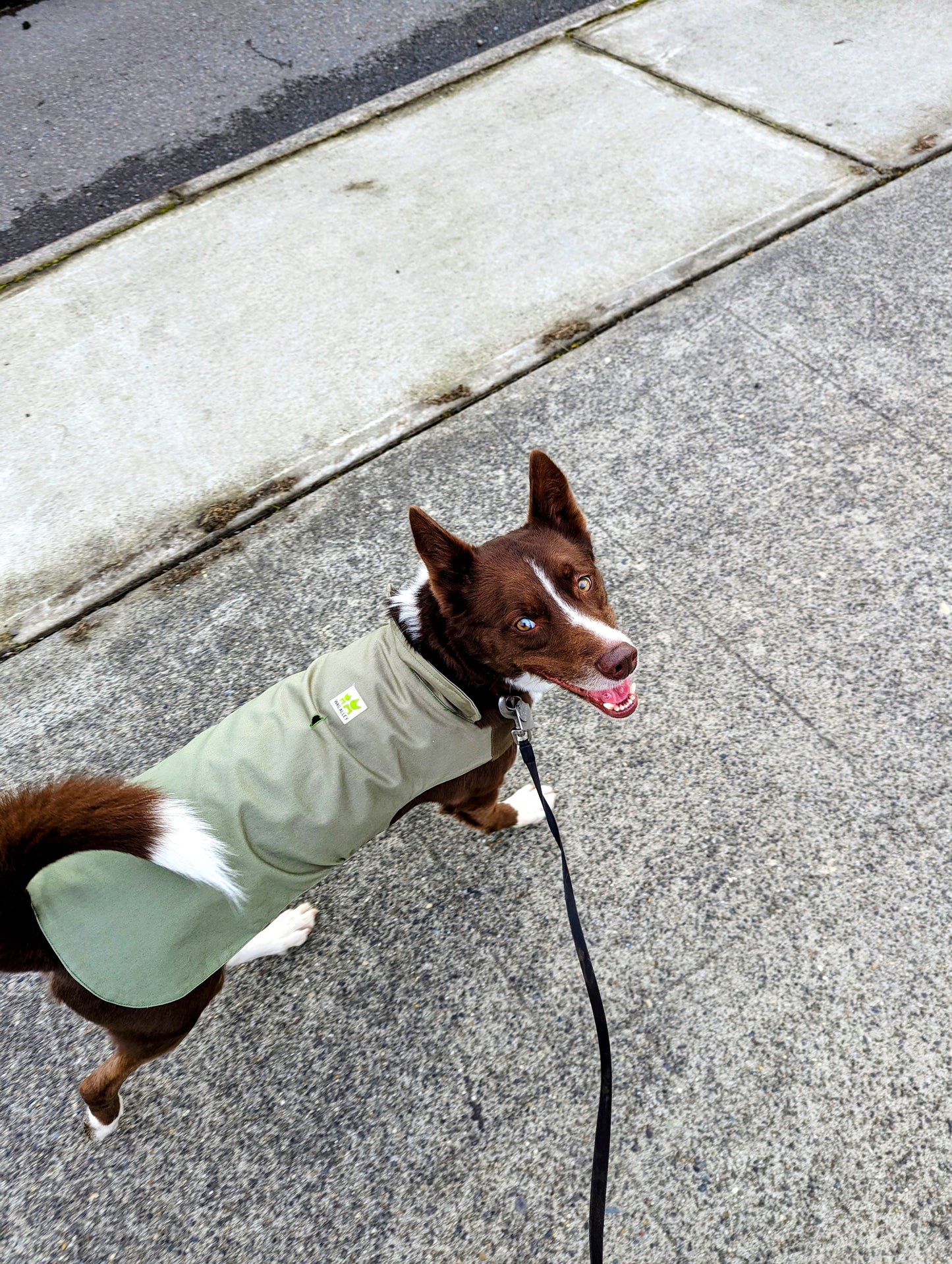 Plastic-Free Raincoat Thyme