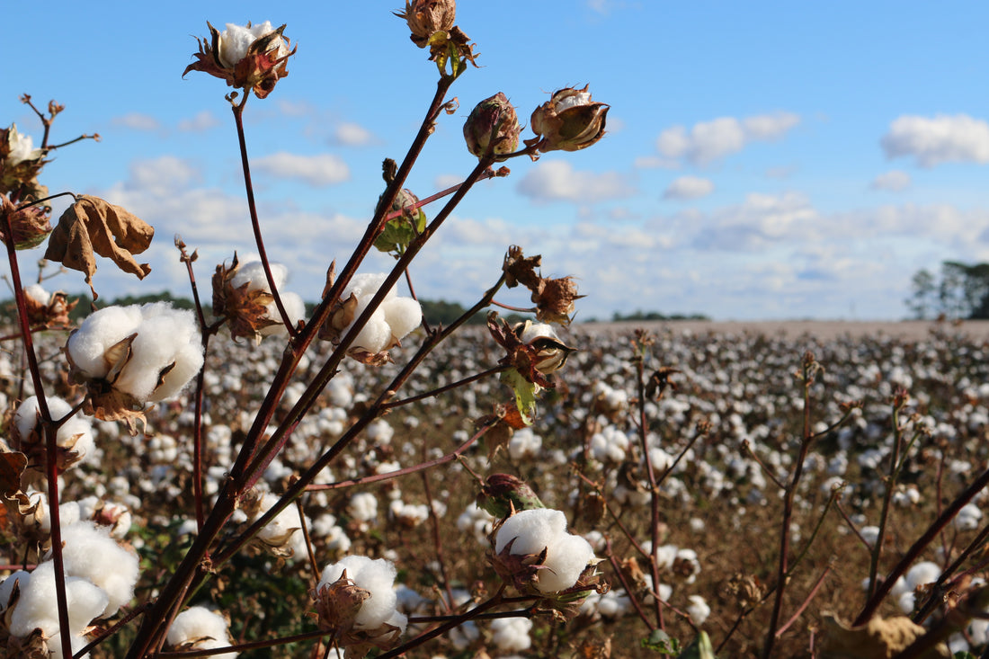 cotton field in united states